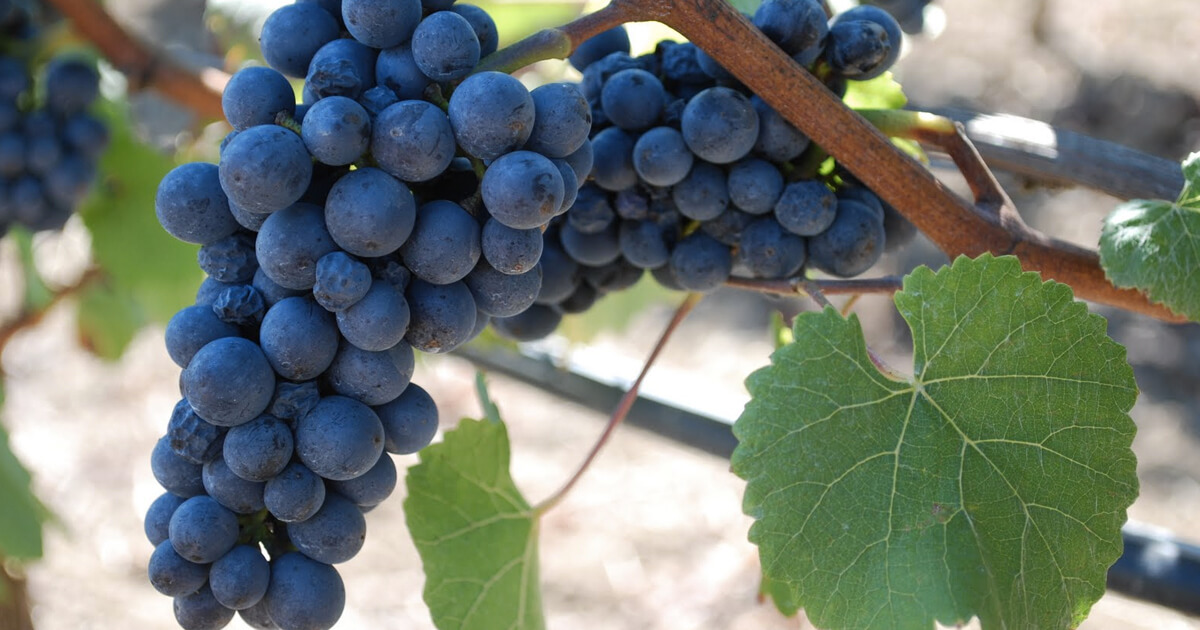 Learn More About Kosher Pinot Noir