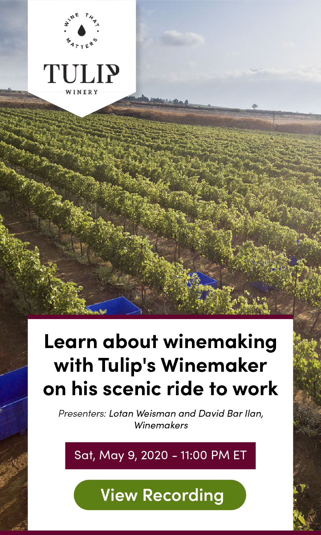 tulip