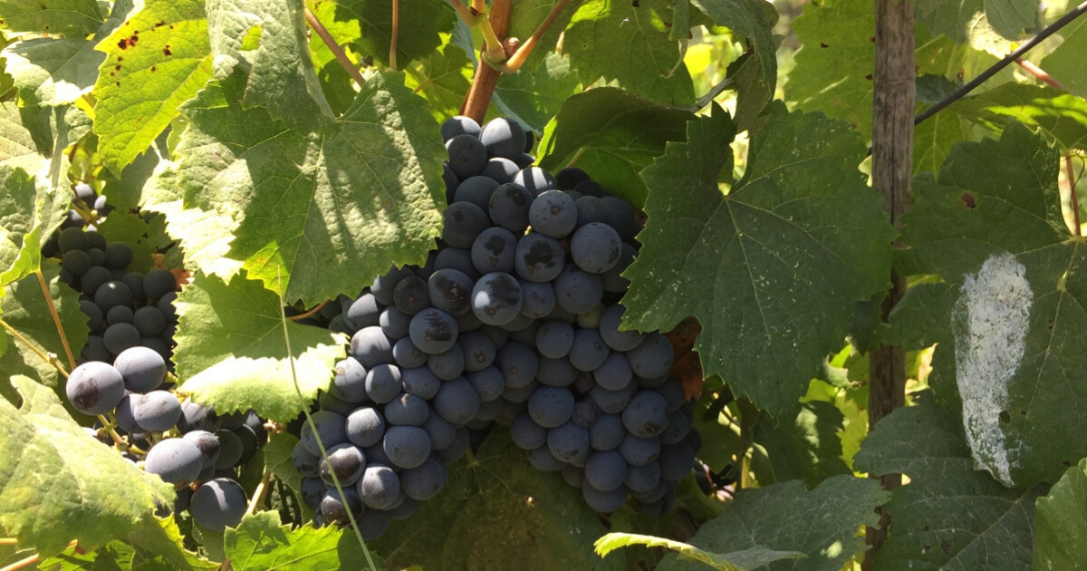 Herzberg Winery