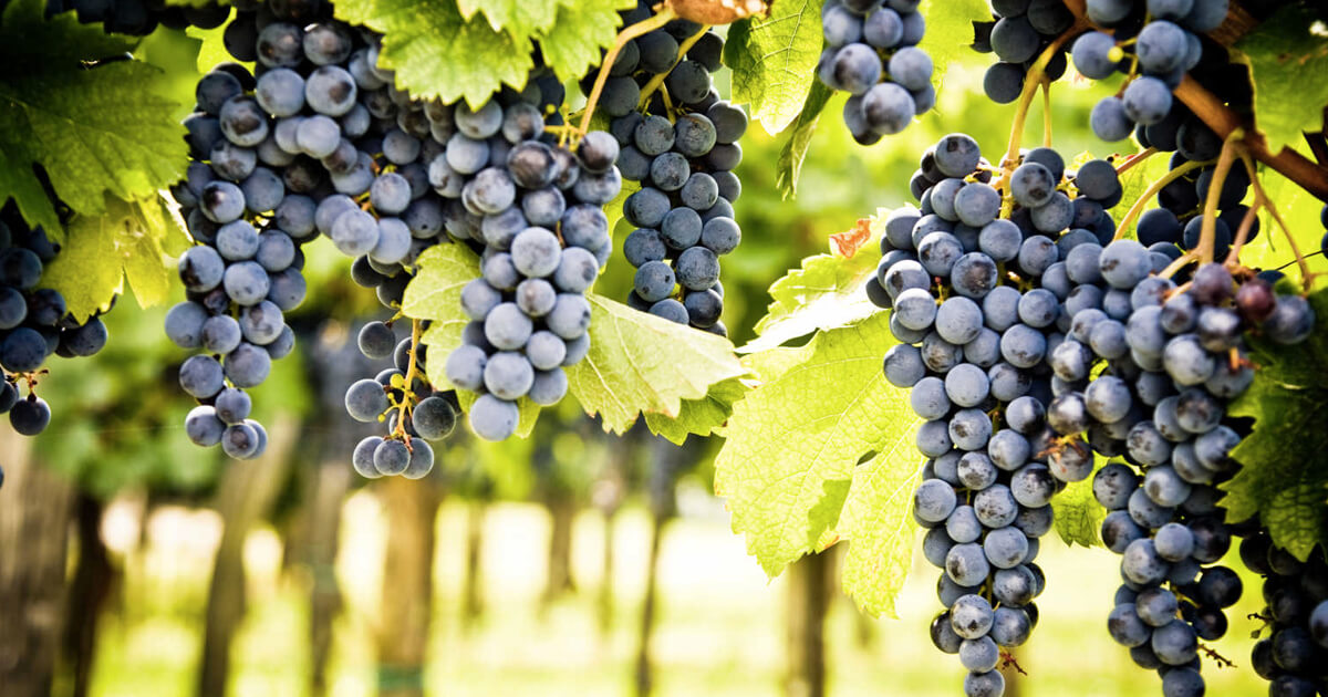 Kosher Cabernet Sauvignon